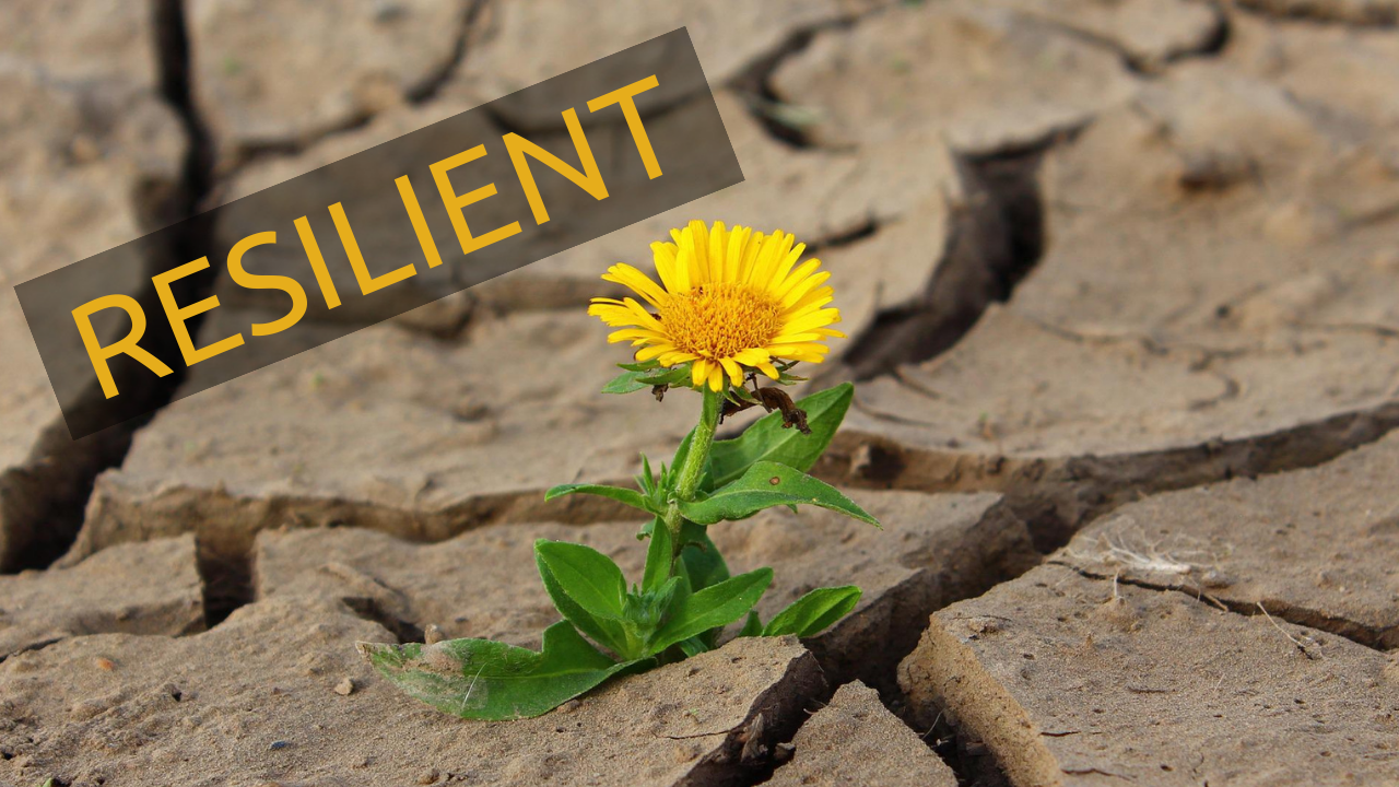 6 Things Resilient People Do The Mental Health Toolbox 