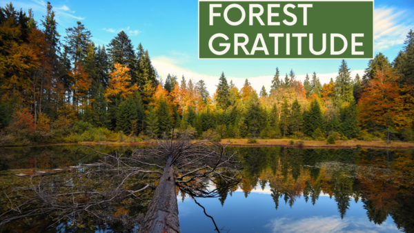 10 Minute Guided Meditation on Gratitude with Forest Sounds (528 Hz) | The Mental Health Toolbox