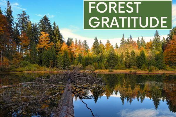 10 Minute Guided Meditation on Gratitude with Forest Sounds (528 Hz) | The Mental Health Toolbox